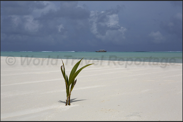 A sand bank on the southern tip of the reef