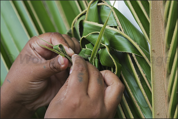 Village of Roh. The women intertwined leaves of the palm trees on the occasion of the Wajuyu Festival