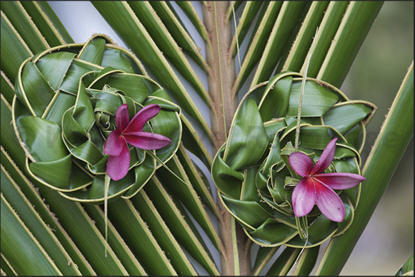 The women of Roh village (northern tip of island) intertwined the palm leaves creating the ornaments for the festival of Wajuyu The women of Roh village (northern tip of island) intertwined the palm leaves creating the ornaments for the festival of Wajuyu
