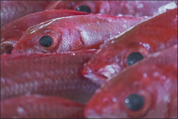 The Wajuyu, fish belonging to the family of Lutjanidae, is the protagonist of the festival