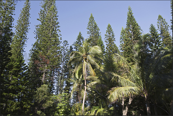 The dense vegetation covering the island