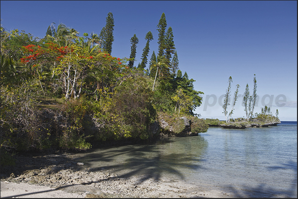 Turtle Bay in Mebuet (west coast). So called because the turtles, at low tide, they eat the algae on the bottom of the bay