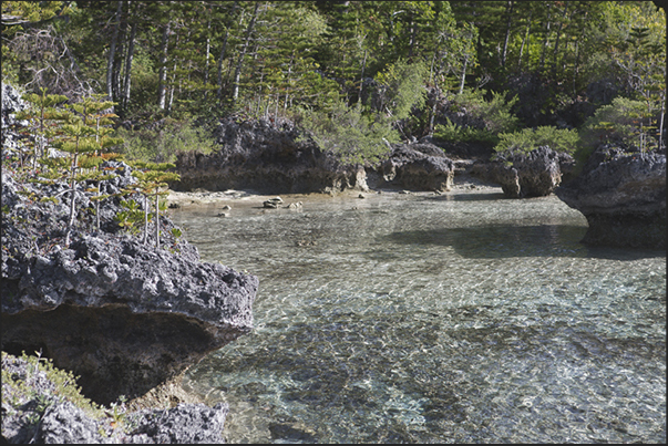 Turtle Bay in Mebuet (west coast). So called because the turtles, at low tide, they eat the algae on the bottom of the bay