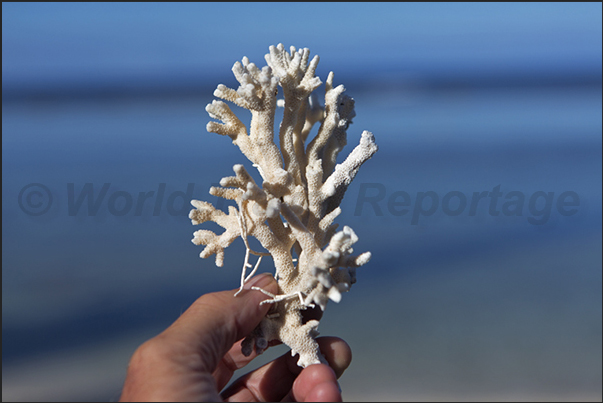 On the beaches, is common find coral branches brought from the sea On the beaches, is common find coral branches brought from the sea