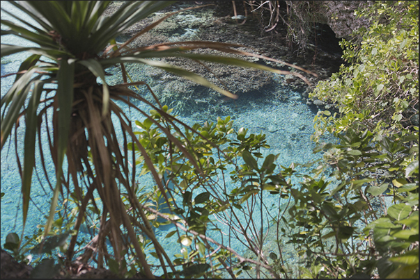 The natural aquarium. A puddle of sea within the forest with corals and reef fish The natural aquarium. A puddle of sea within the forest with corals and reef fish