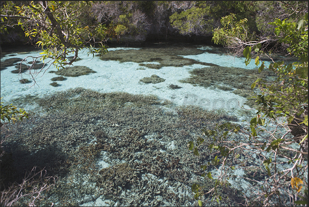 The natural aquarium. A puddle of sea within the forest with corals and reef fish The natural aquarium. A puddle of sea within the forest with corals and reef fish