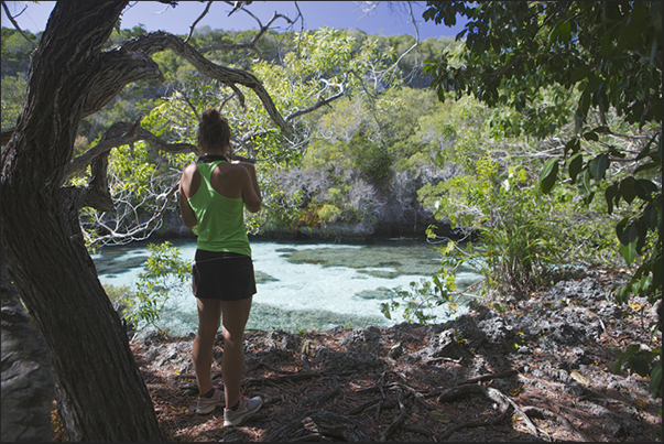 The natural aquarium. A puddle of sea within the forest with corals and reef fish