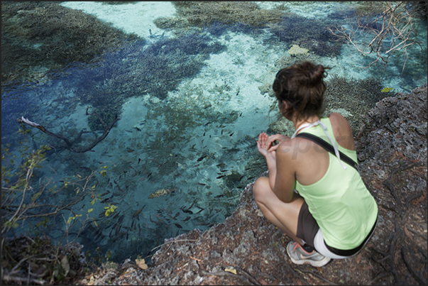 The natural aquarium. A puddle of sea within the forest with corals and reef fish The natural aquarium. A puddle of sea within the forest with corals and reef fish