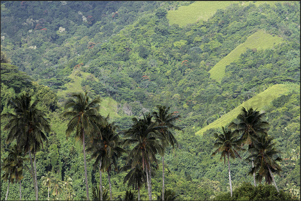 The third jewel of the island, in addition to pearls and the sea, is the forest that cover the interior of the island