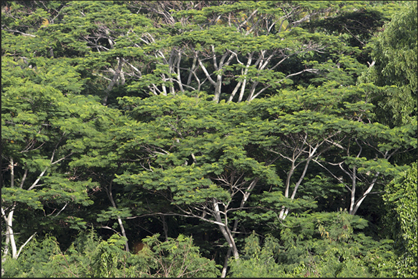 The third jewel of the island, in addition to pearls and the sea, is the forest that cover the interior of the island The third jewel of the island, in addition to pearls and the sea, is the forest that cover the interior of the island