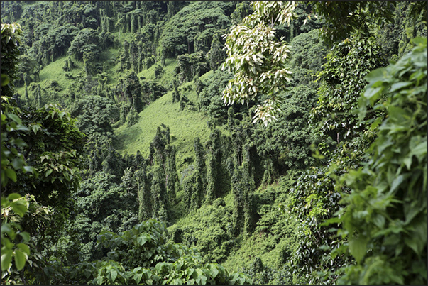 The third jewel of the island, in addition to pearls and the sea, is the forest that cover the interior of the island The third jewel of the island, in addition to pearls and the sea, is the forest that cover the interior of the island