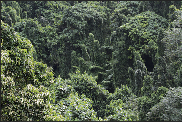 The third jewel of the island, in addition to pearls and the sea, is the forest that cover the interior of the island The third jewel of the island, in addition to pearls and the sea, is the forest that cover the interior of the island