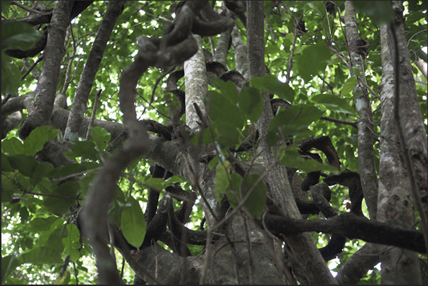 The forests are a tangle of aerial roots and branches that make impossible through them if you don\\\\\\\\\\\\\\\'t know the trails