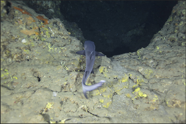 Nakalat al Qasser Reef. A small shark in the cave Nakalat al Qasser Reef. A small shark in the cave