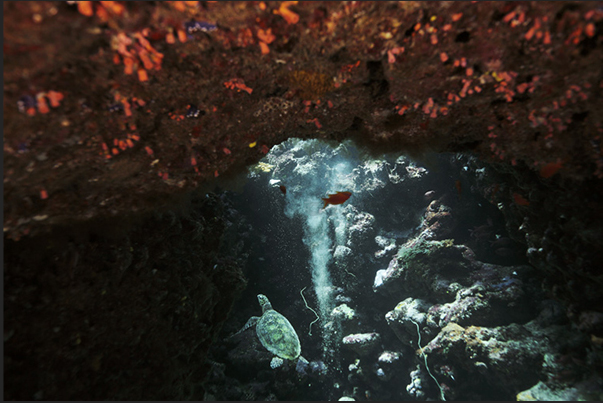 Jbna Reef. A turtle goes back to a hole in the reef to breathe Jbna Reef. A turtle goes back to a hole in the reef to breathe