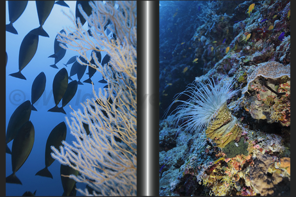 Surgeon fish on the wall of Keary Reef (left) and a Cerianthus on the reef