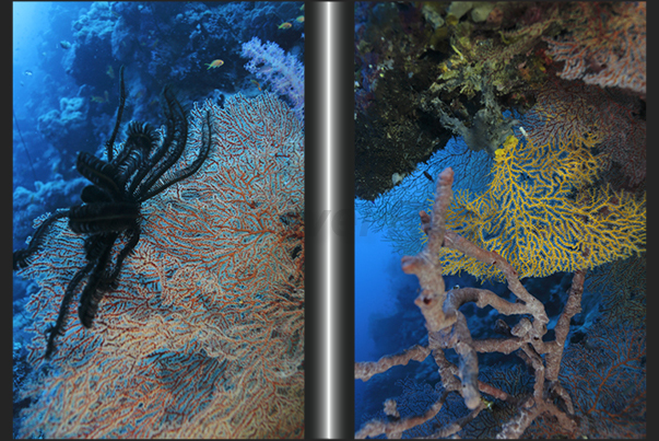 Seil Ada Reef. A crinoid on a red gorgonian (left) and a yellow gorgonian Seil Ada Reef. A crinoid on a red gorgonian (left) and a yellow gorgonian