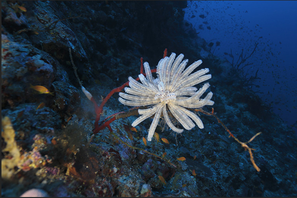 Nakalat al Qasser Reef. A crinoid on the red coral Nakalat al Qasser Reef. A crinoid on the red coral