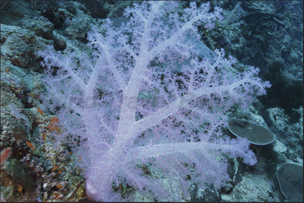 Nakalat al Qasser Reef. A big alcyonaria Nakalat al Qasser Reef. A big alcyonaria