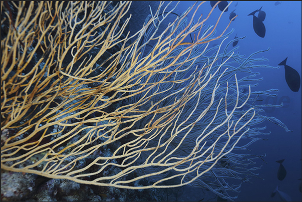 Large gorgonian fans on the vertical wall of Keary Reef