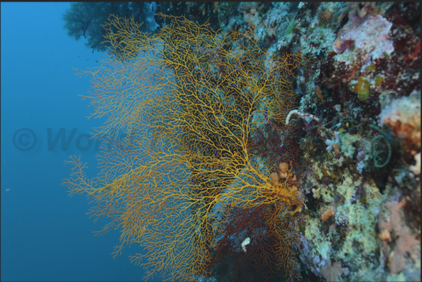 A yellow gorgonian on the coral walls of Nakalat al Qasser Reef A yellow gorgonian on the coral walls of Nakalat al Qasser Reef