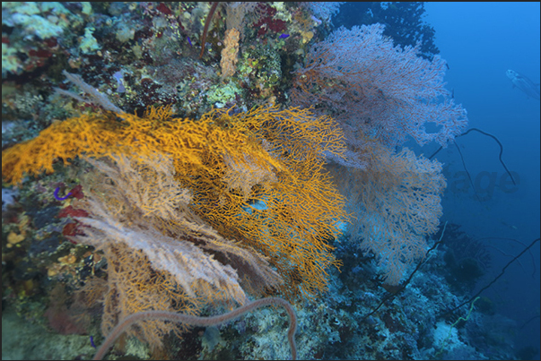 A yellow gorgonian on the coral walls of Nakalat al Qasser Reef A yellow gorgonian on the coral walls of Nakalat al Qasser Reef