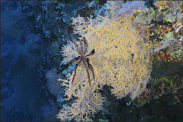 Nakalat al Qasser Reef. A crinoid on a yellow gorgonian Nakalat al Qasser Reef. A crinoid on a yellow gorgonian