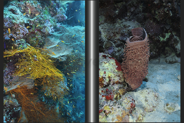 Nakalat al Qasser Reef. A large sponge and a coral wall full of gorgonians Nakalat al Qasser Reef. A large sponge and a coral wall full of gorgonians