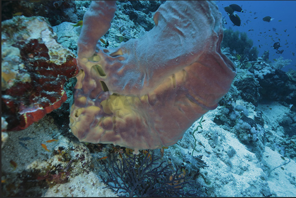 Jbna Reef. A large sponge Jbna Reef. A large sponge