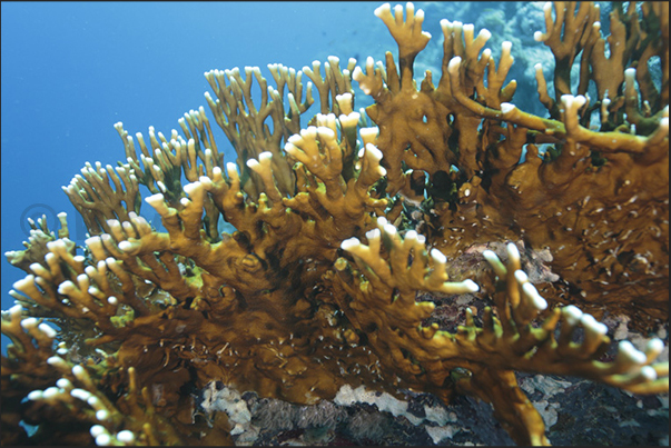 Seil’Ada Reef. The terrible fire coral which, when touched, produces wounds stinging Seil’Ada Reef. The terrible fire coral which, when touched, produces wounds stinging
