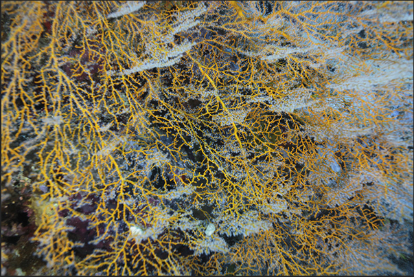 Nakalat al Qasser Reef. A garden of yellow gorgonians Nakalat al Qasser Reef. A garden of yellow gorgonians