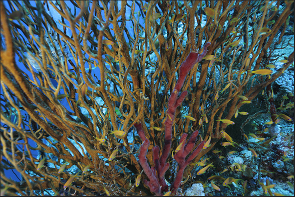 Multicolored coral branches on the walls of the Nakalat al Qasser Reef Multicolored coral branches on the walls of the Nakalat al Qasser Reef