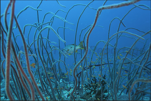 Whip Coral on the coral terraces of Nakalat al Qasser Reef Whip Coral on the coral terraces of Nakalat al Qasser Reef