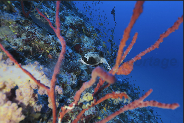 A puffer fish hiding among the red coral A puffer fish hiding among the red coral