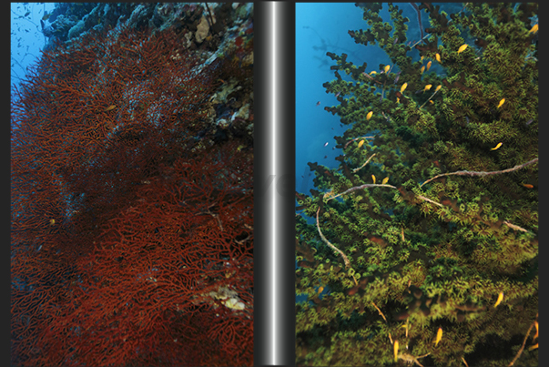 Large soft coral bushes lining the walls of the Seil Ada Reef