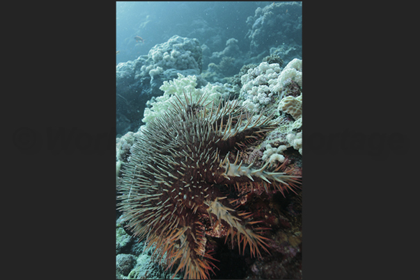 Seil Ada Reef. A Crown starfish (Acanthaster planci), one of the most fearsome devourers of corals Seil Ada Reef. A Crown starfish (Acanthaster planci), one of the most fearsome devourers of corals