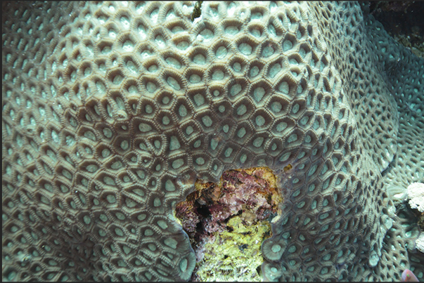 Jbna Reef. Carpets of corals cover the rocks of the reef