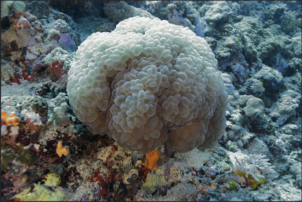 Sha ab Ambar Reef. A large group of coral grapes Sha ab Ambar Reef. A large group of coral grapes