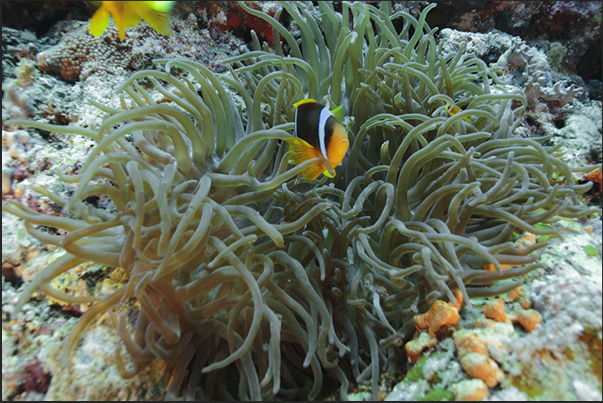 Amenome and clown fish. Sha ab Ambar Reef Amenome and clown fish. Sha ab Ambar Reef