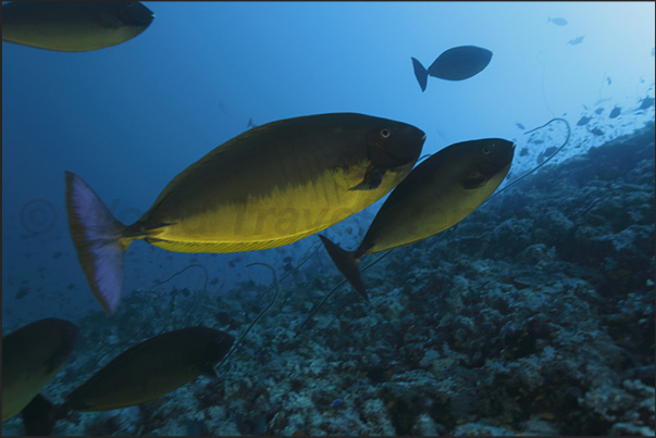 Keary Reef. A group of surgeon fish Keary Reef. A group of surgeon fish