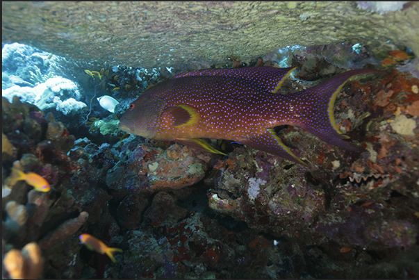 Keary Reef. A Lyretail grouper under a coral umbrella