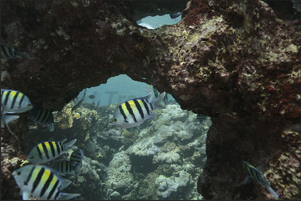 Keary Reef. Small Adudefduf vaigiensis between the clefts of the reef Keary Reef. Small Adudefduf vaigiensis between the clefts of the reef