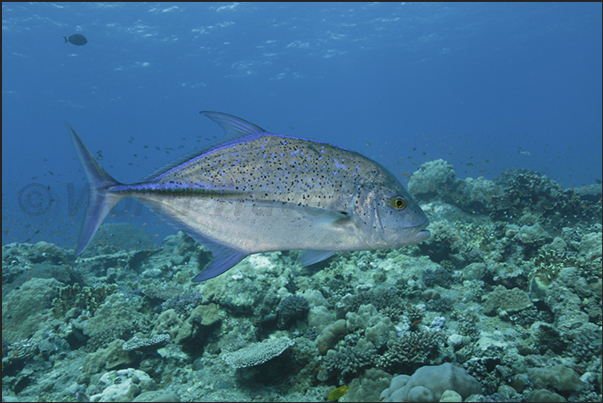 Nakalat al Qasser Reef. A Caranx melampygus during the hunting on the reef Nakalat al Qasser Reef. A Caranx melampygus during the hunting on the reef