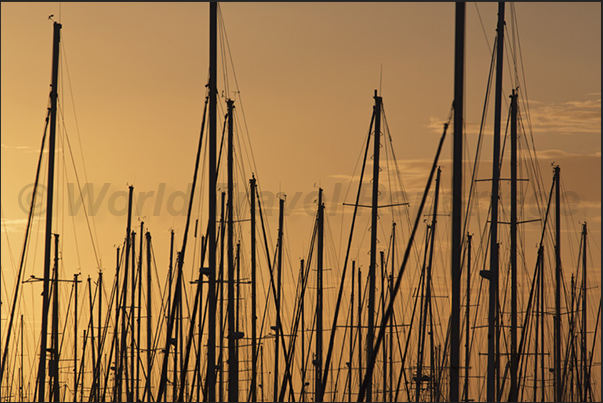 Noumea. The forest of masts of sailboats