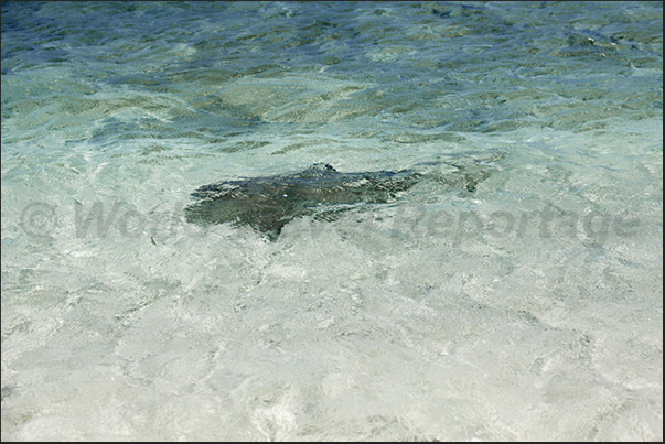 A small reef shark swims close to the beaches of the Amédée Lighthouse Island A small reef shark swims close to the beaches of the Amédée Lighthouse Island