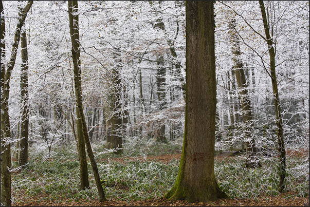 The humidity of the night quickly turns into ice on the branches of trees