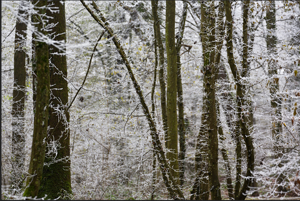 The moss on the trunks of trees, is the only note of color in the frozen forest