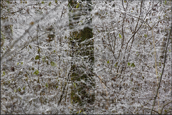 The humidity of the night quickly turns into ice on the branches of trees The humidity of the night quickly turns into ice on the branches of trees