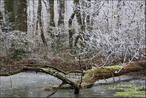 Walking in the forest that runs along the road to Strasbourg, you can see small frozen lakes, very suggestive Walking in the forest that runs along the road to Strasbourg, you can see small frozen lakes, very suggestive