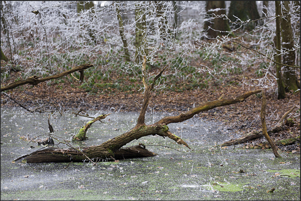 Walking in the forest that runs along the road to Strasbourg, you can see small frozen lakes, very suggestive Walking in the forest that runs along the road to Strasbourg, you can see small frozen lakes, very suggestive